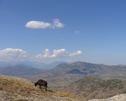 Krowa Treskavec