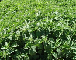 Organiczne pokrzywy Treskavec