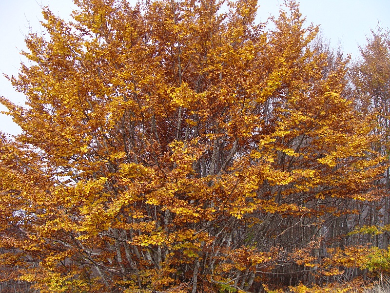 Złota jesień w Parku Narodowym Galiczica