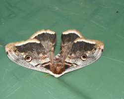 Motyl Macedonia