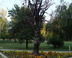 Park miejski w Strumicy