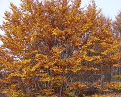 Złota jesień w Parku Narodowym Galiczica